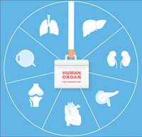 HumanOrganForTransplant_200