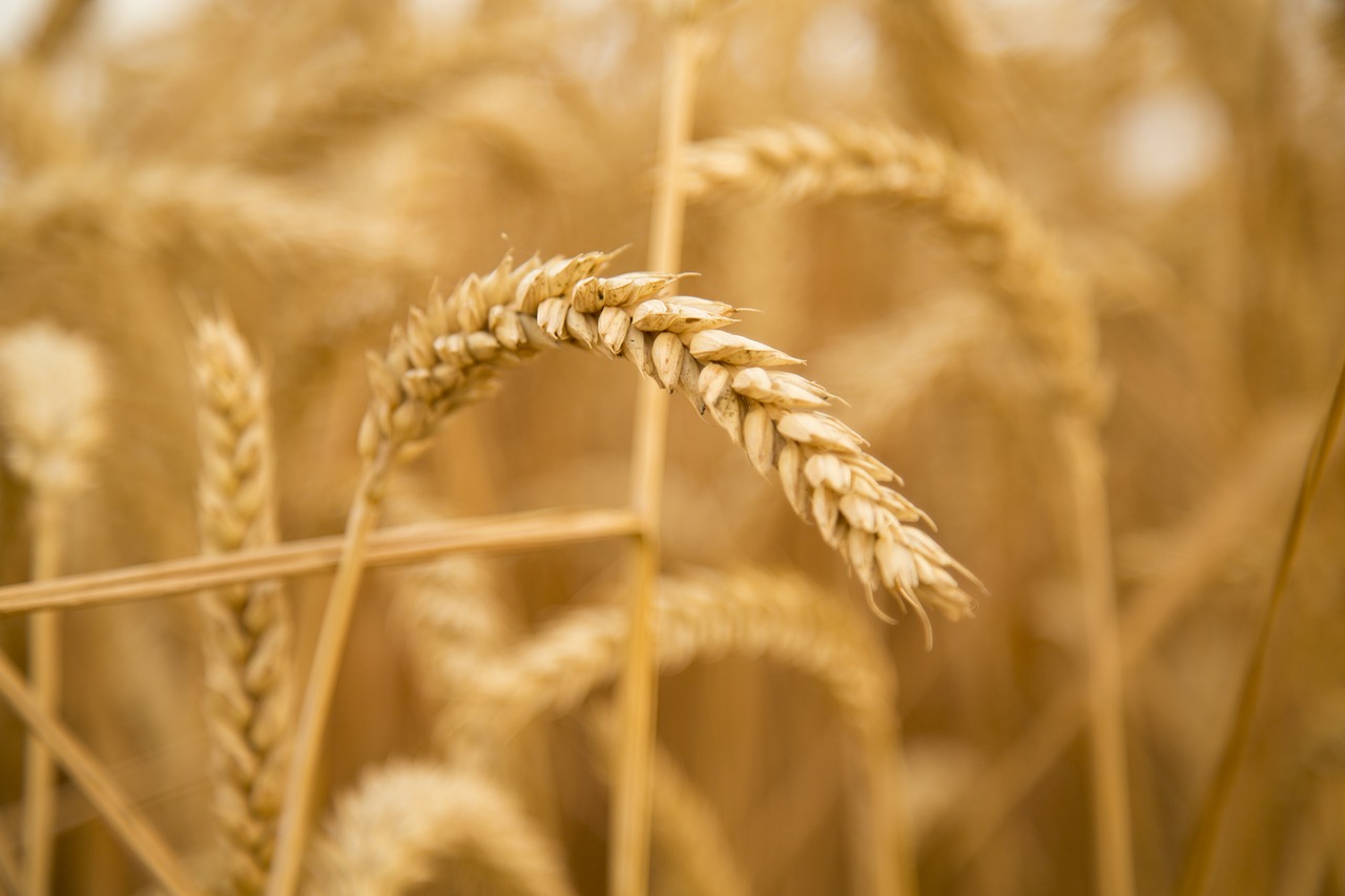 Celiac Disease