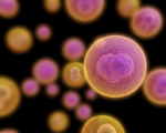Q_secondary_microscopic_small-3