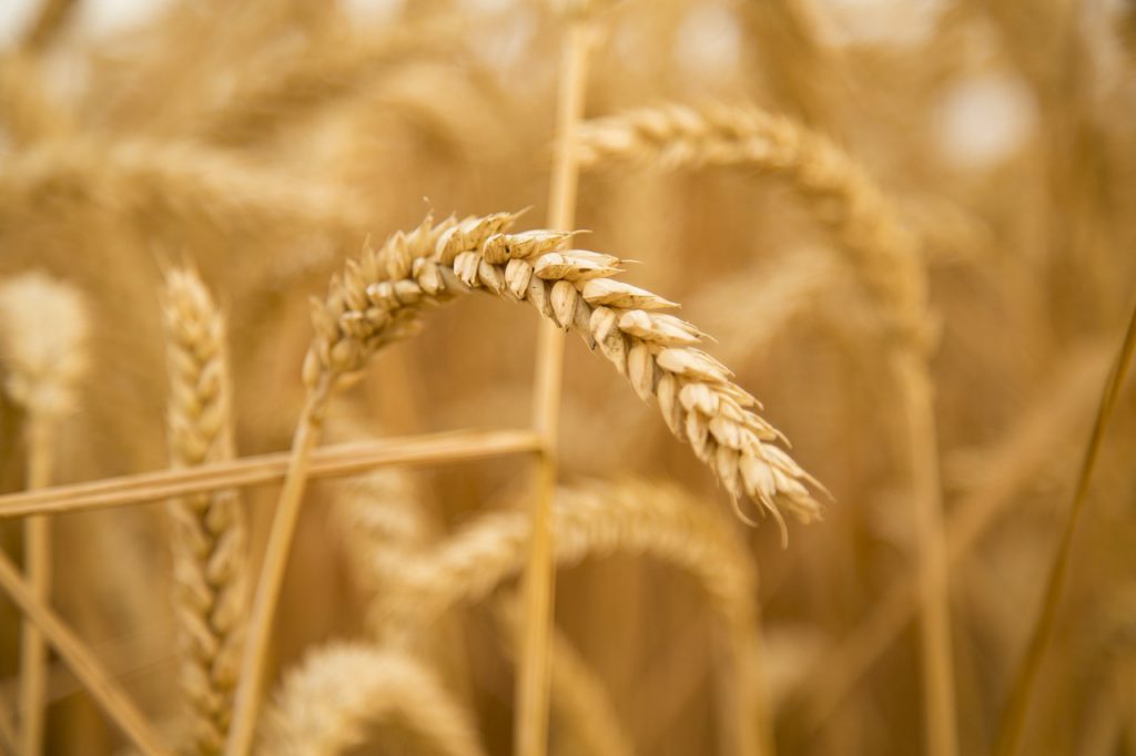 Celiac