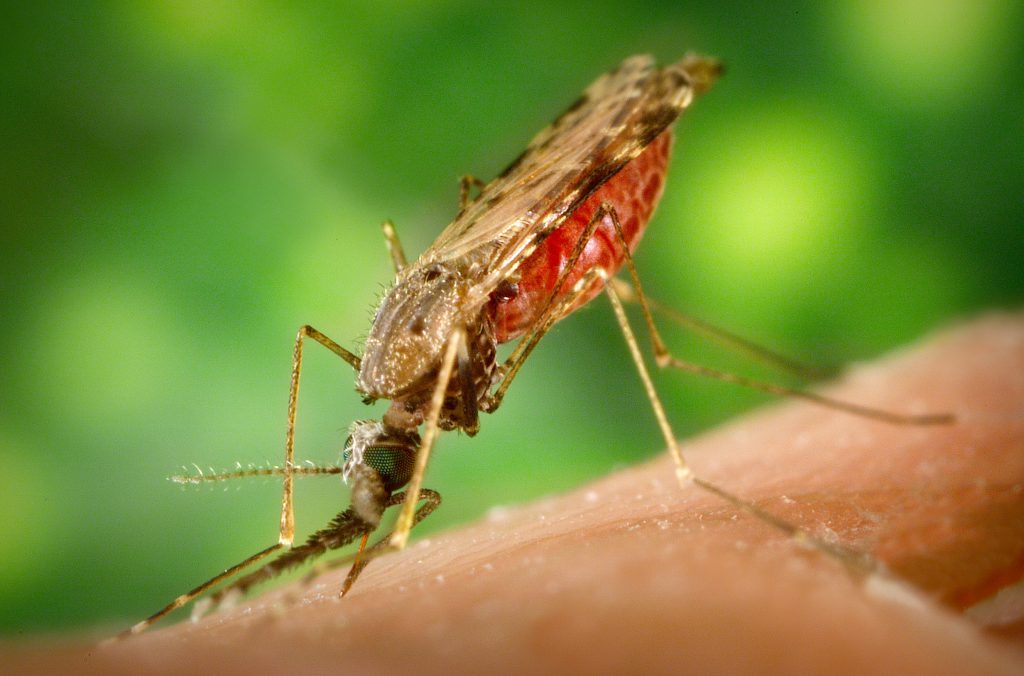 Malaria Vaccine