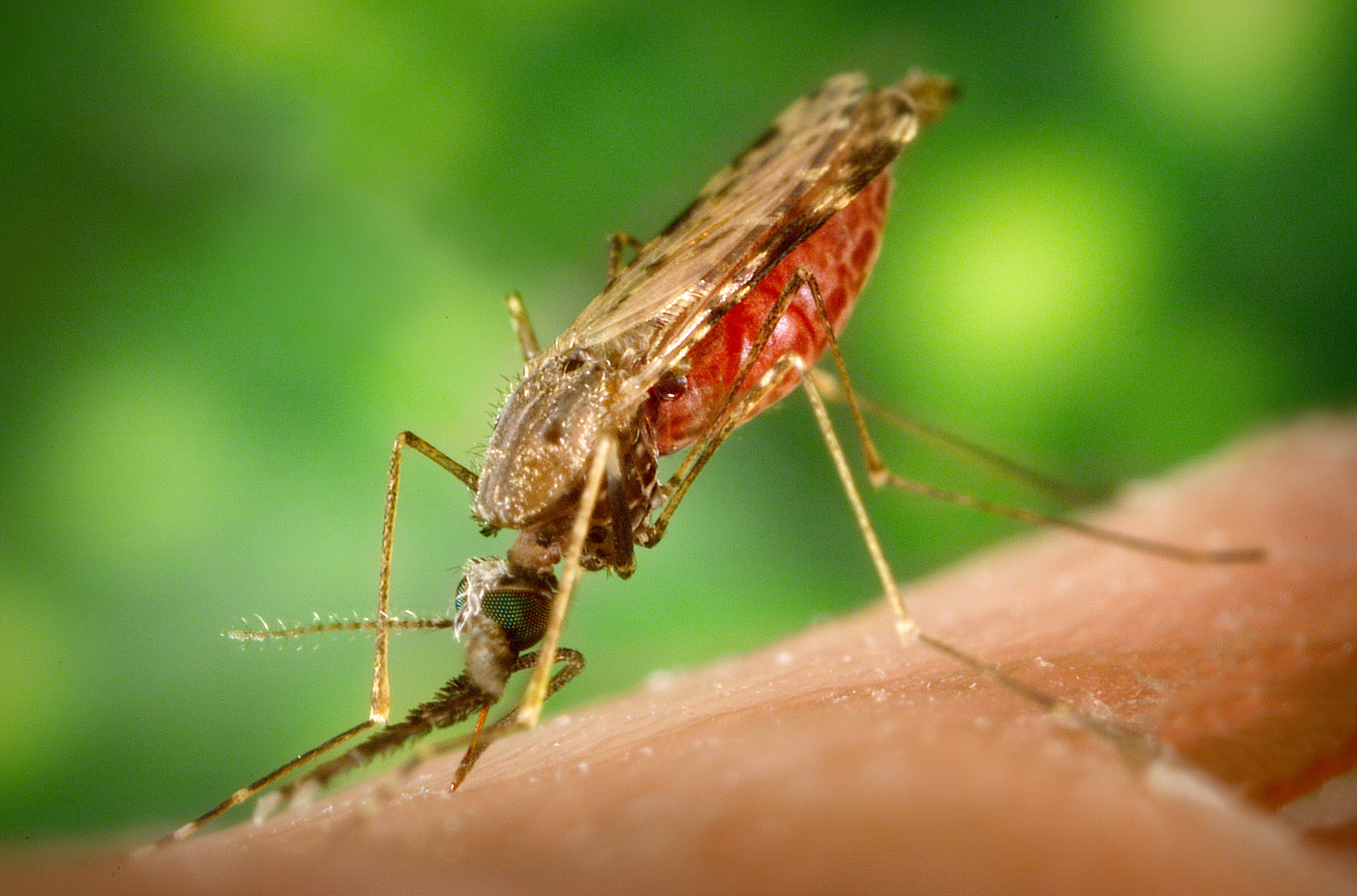 Malaria Vaccine