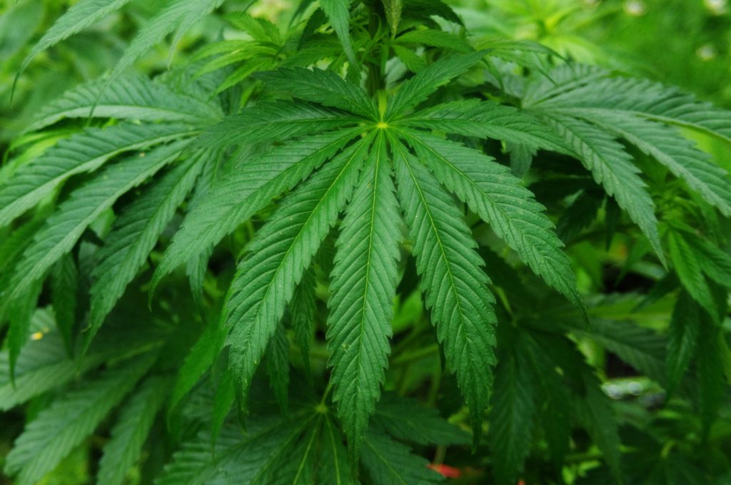 Cannabis drug
