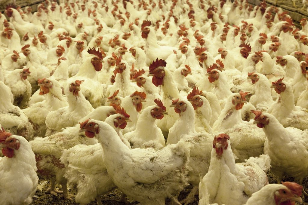 Canadian Chicken