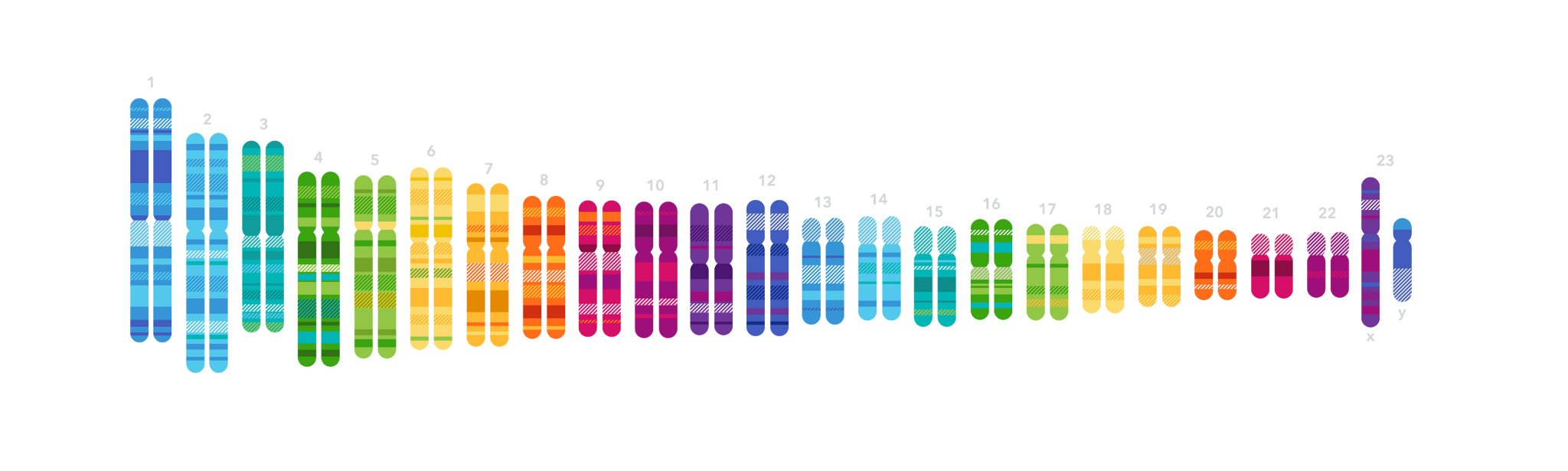 23andMe, row of colorful chromosomes