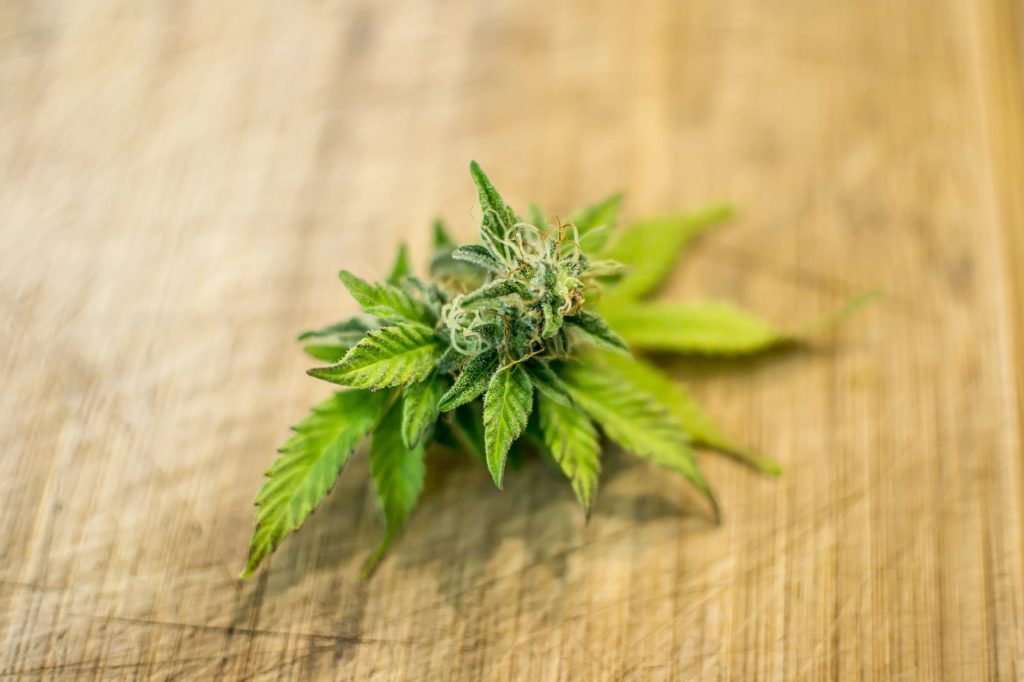 Cannabis leaf on cloth