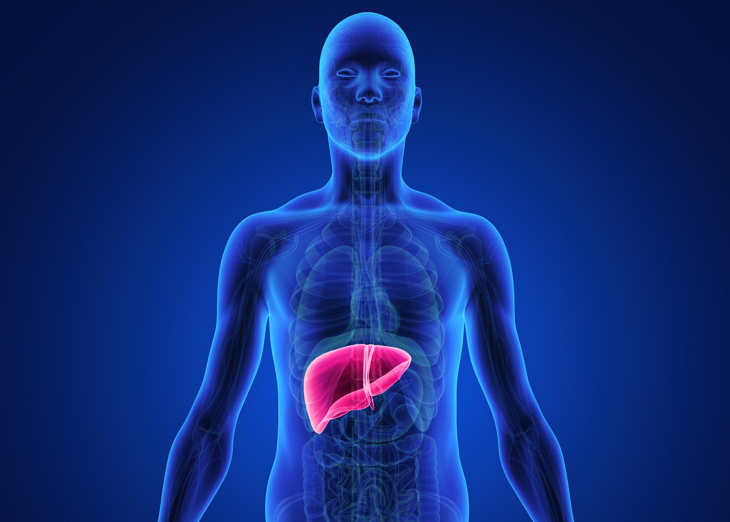 Liver cartoon in human