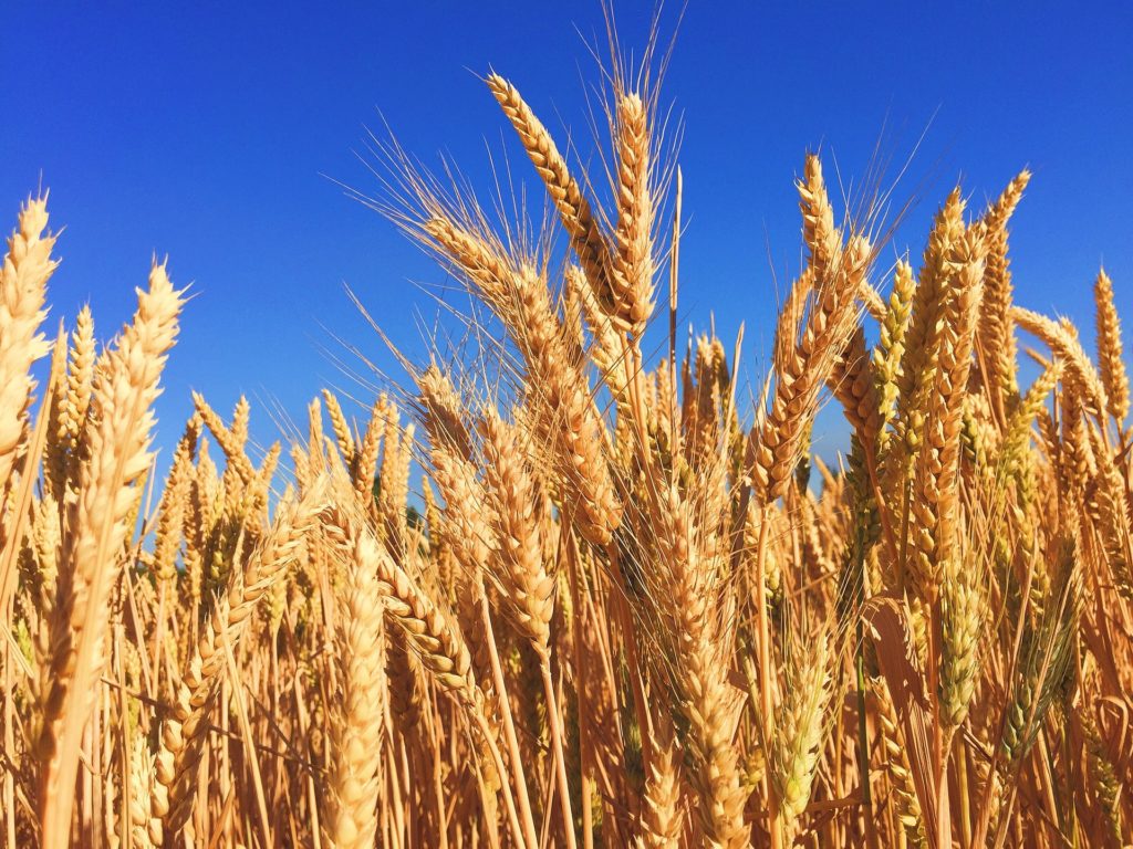 Wheat field