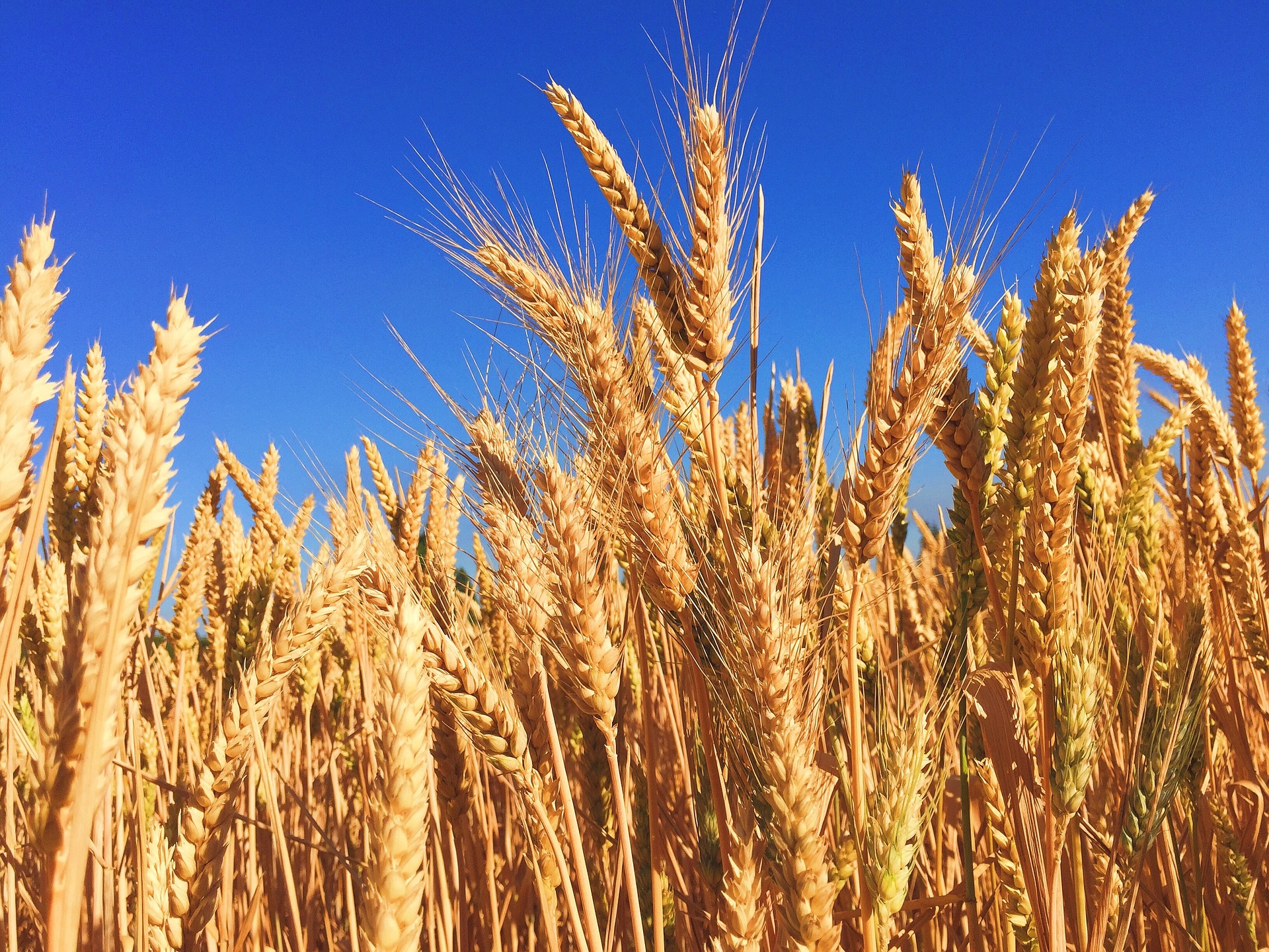 Wheat field
