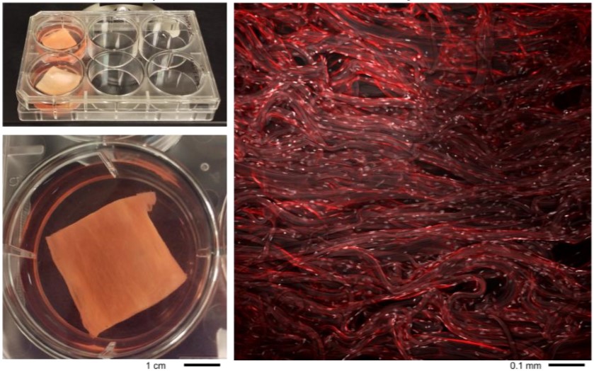 Gelatin fiber scaffolds