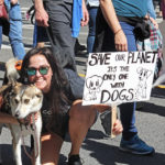Save the dogs