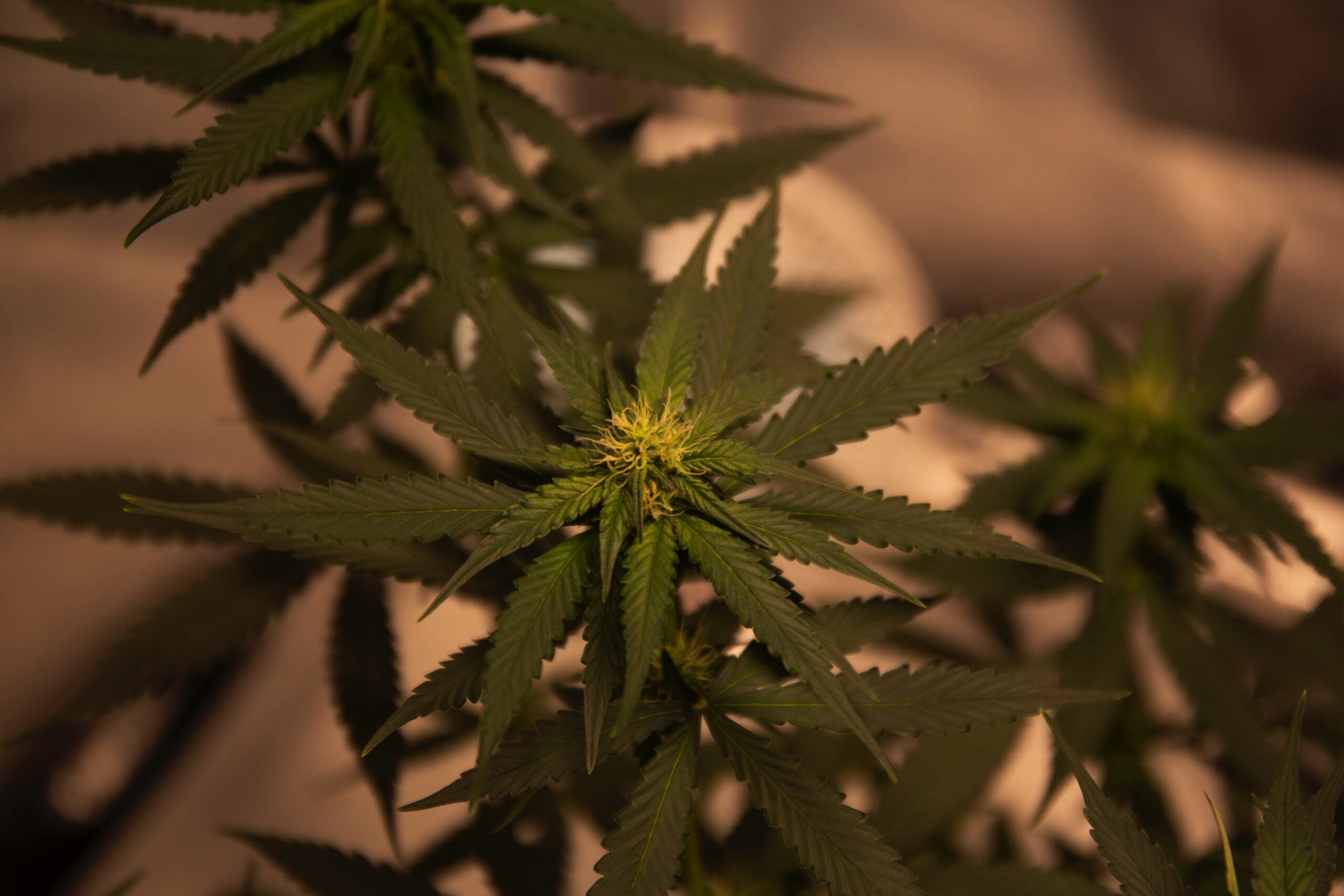 Cannabis plant