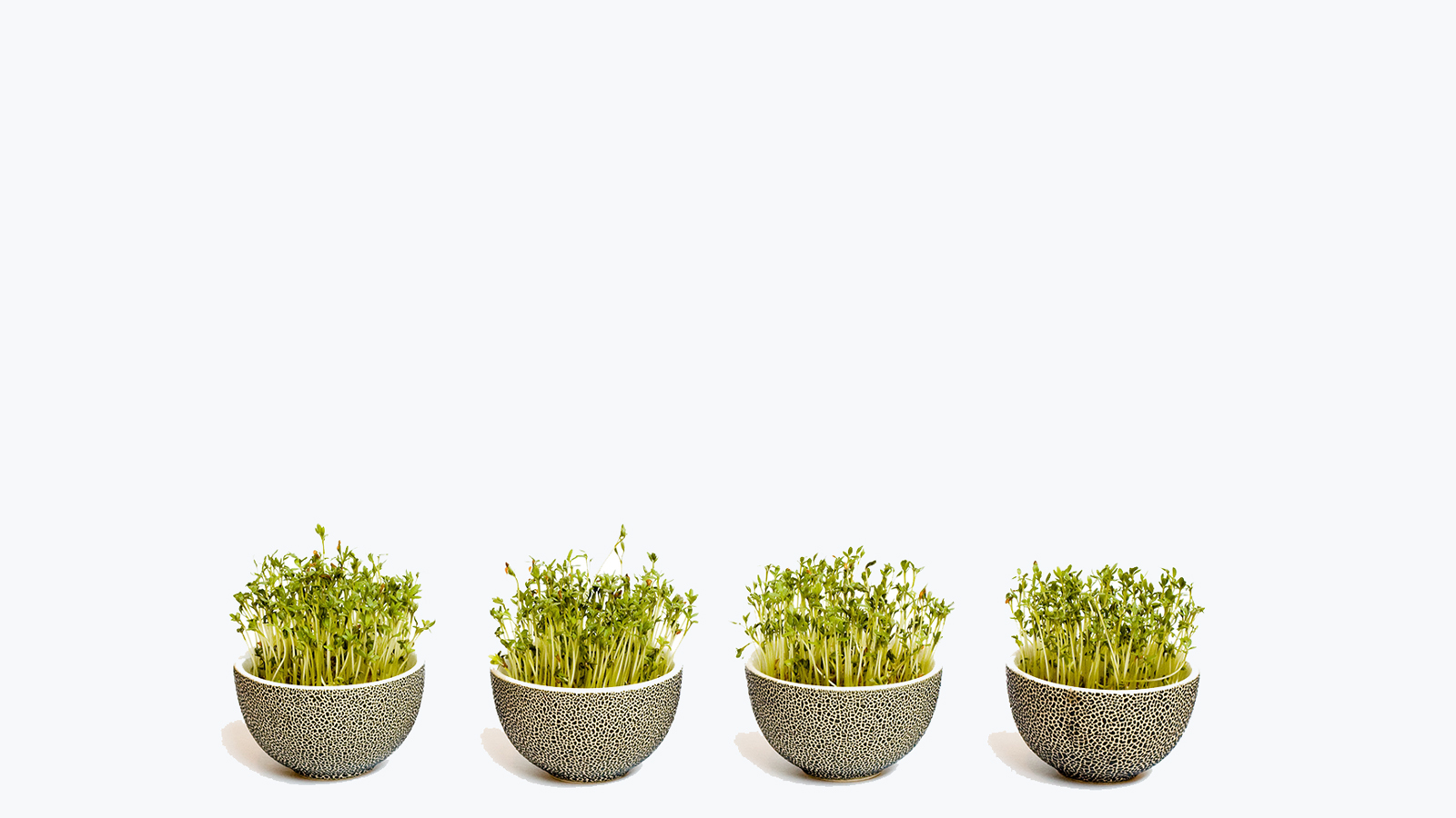 Four Plants