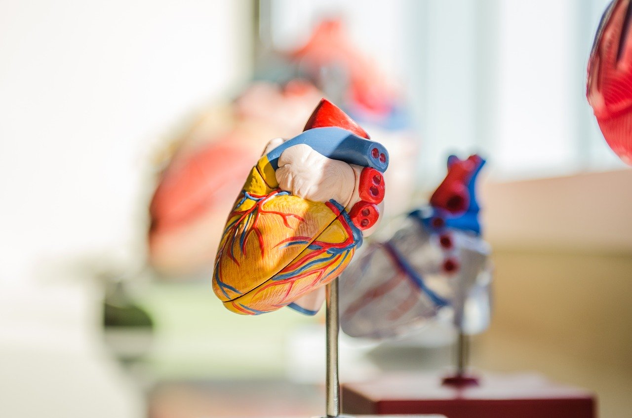 anatomical model of a human heart