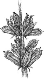 Sesame Plant equinom