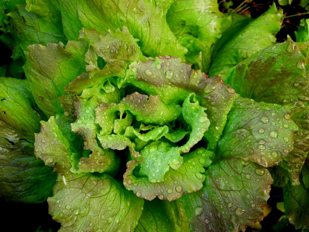 Leafy greens