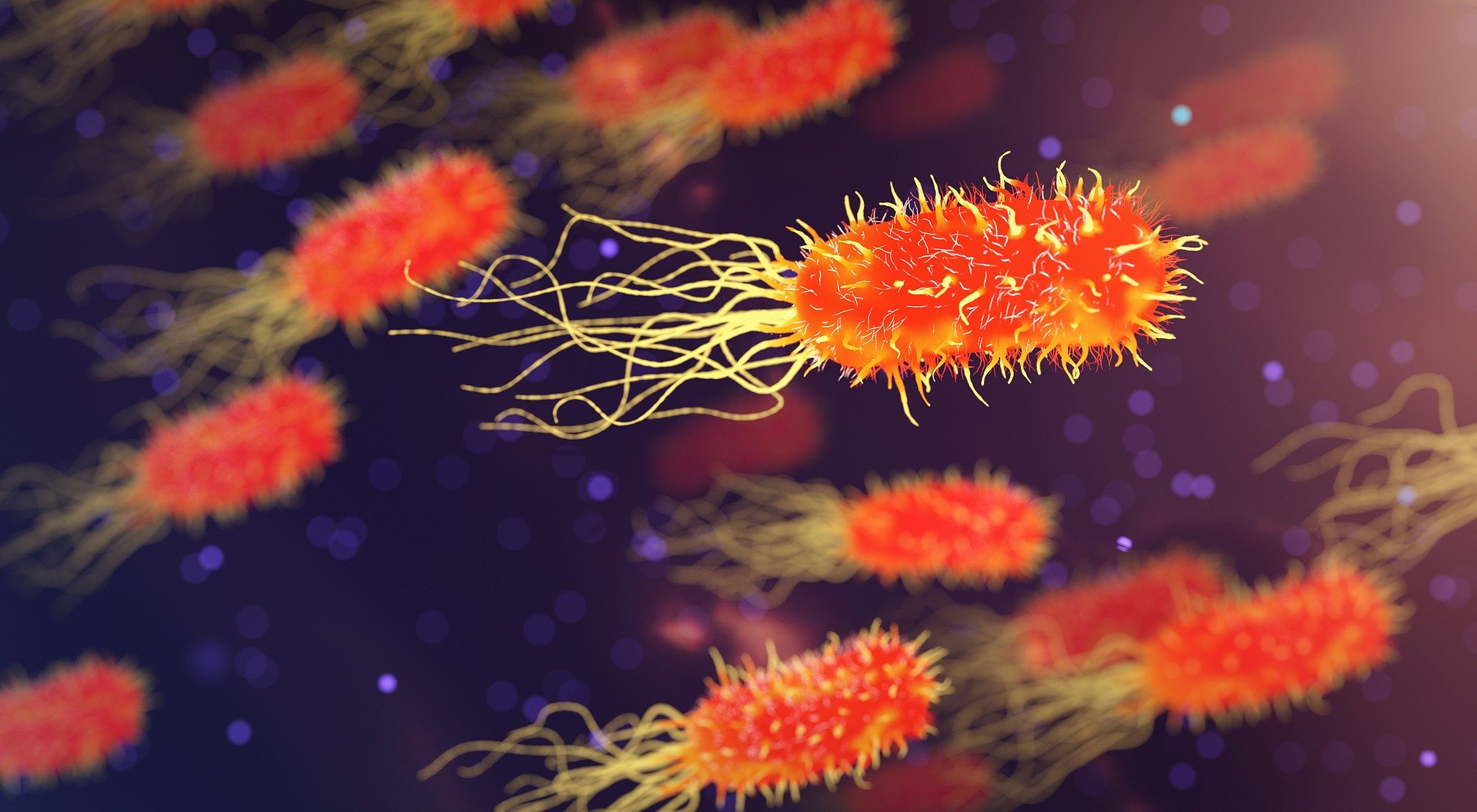 Gut microbiome