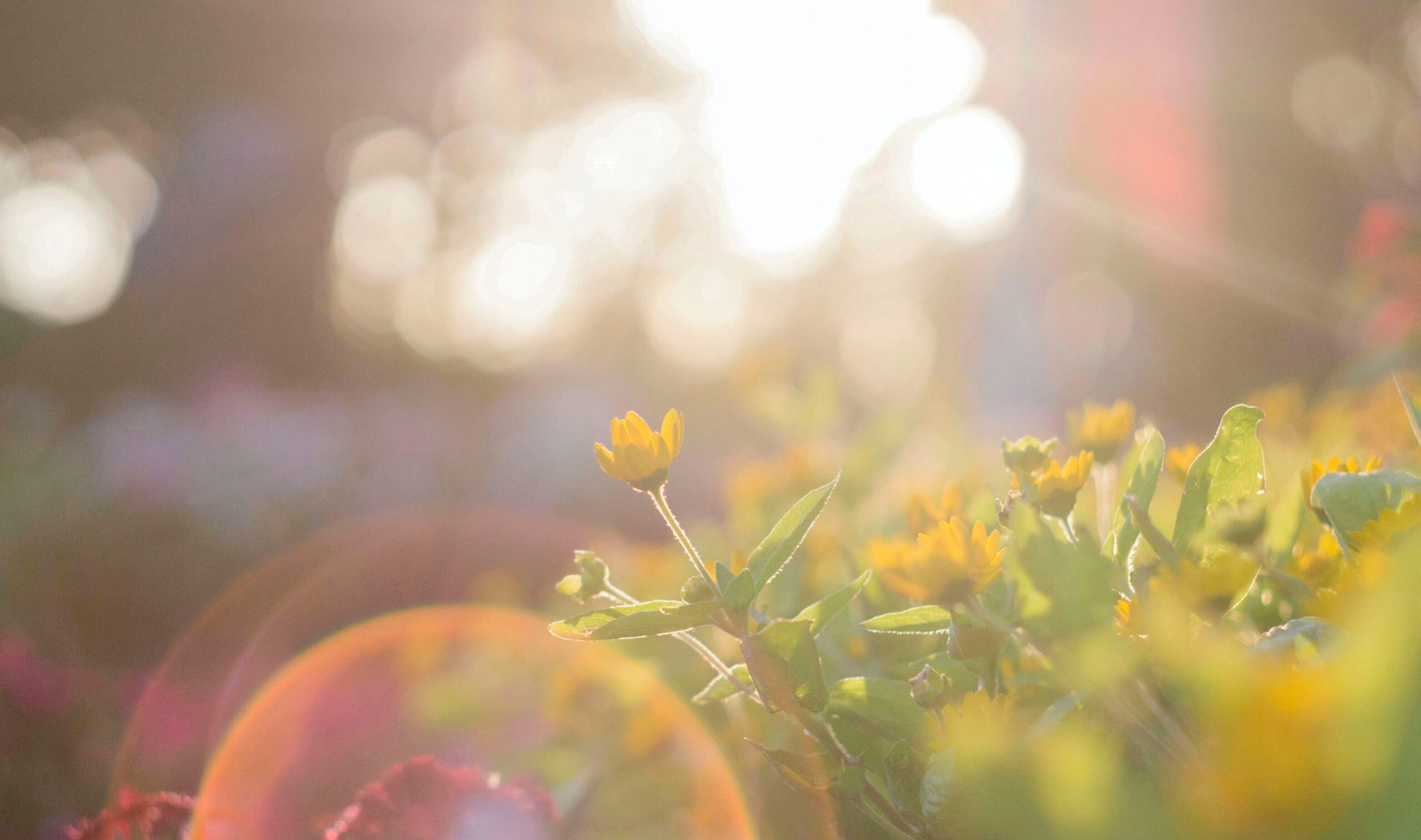 Vitamin D and COVID-19