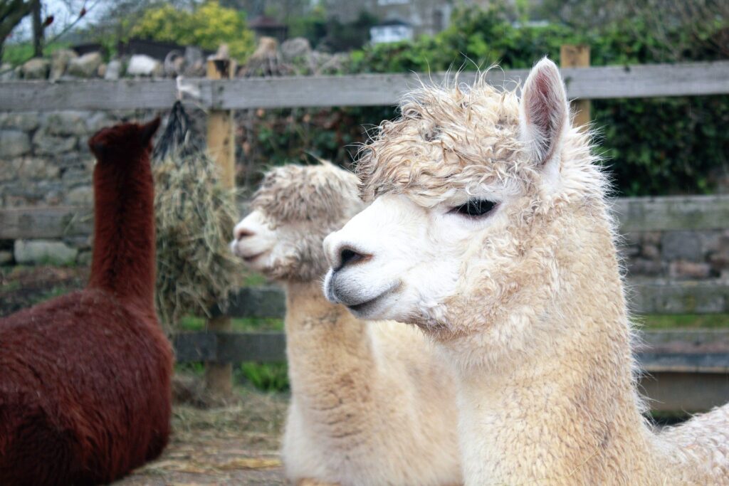 Llama nanobodies