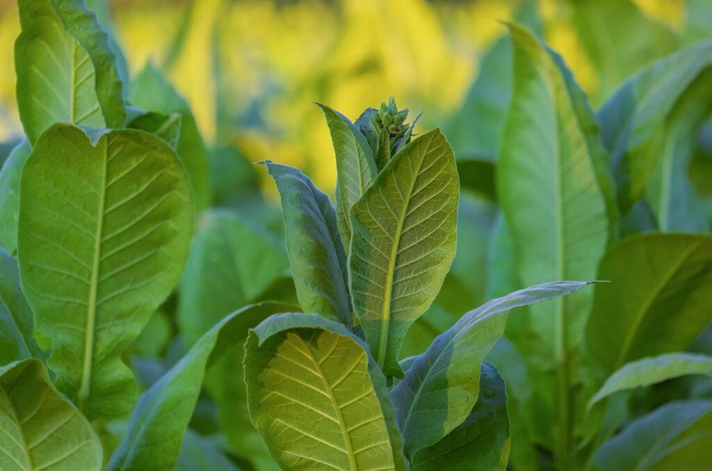 World's first plant-based COVID-19 vaccine