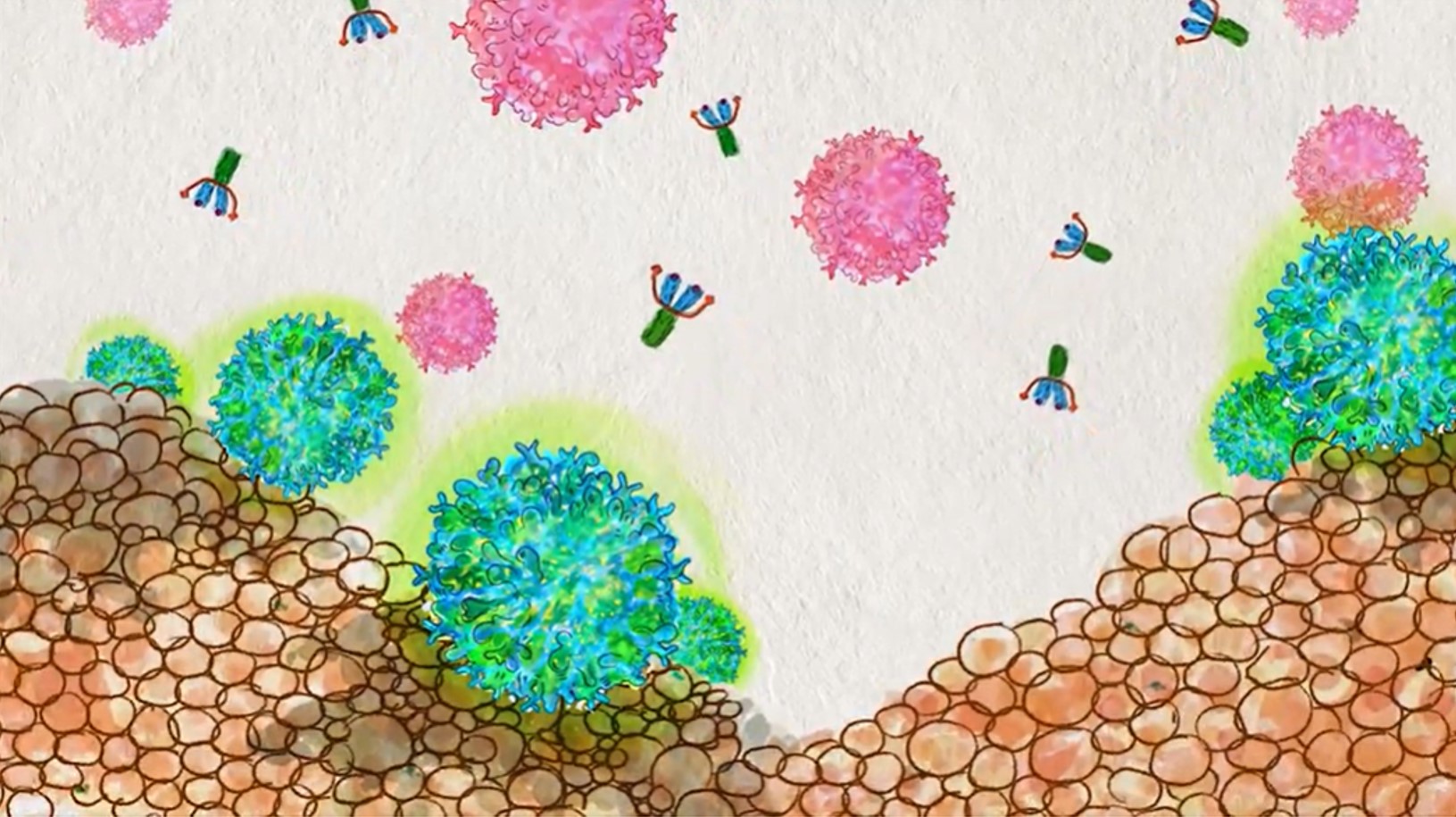 Immuno-STAT biologics