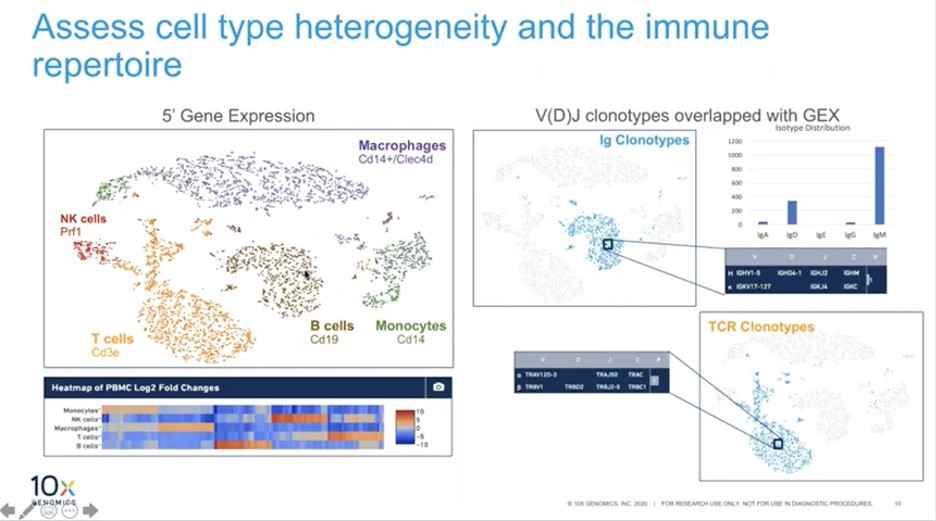 Identification of clonotypes
