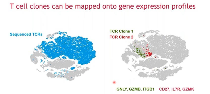 T cell clonality