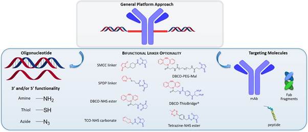 A general approach to oligonucleotide conjugation