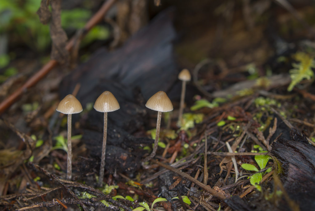 psychedelic stocks