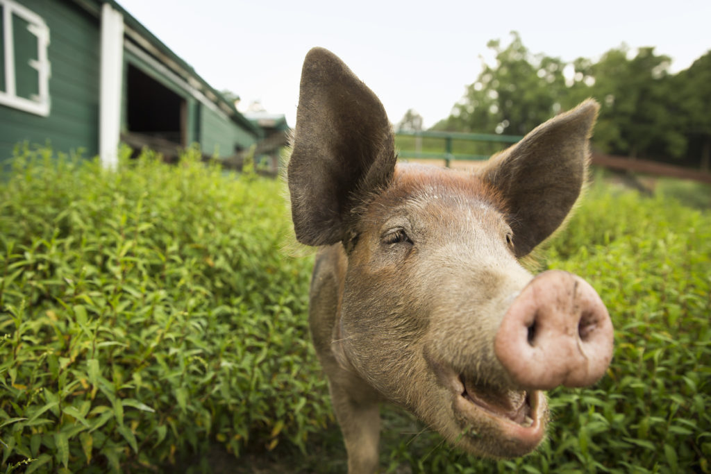 Pork Price-Fixing