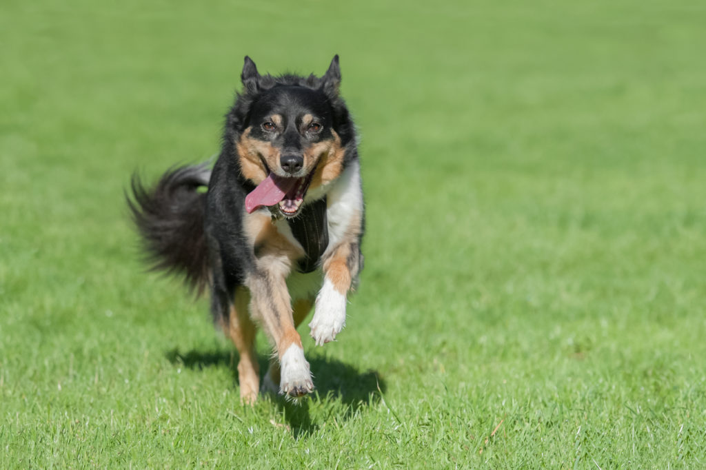 Astaxanthin for dogs