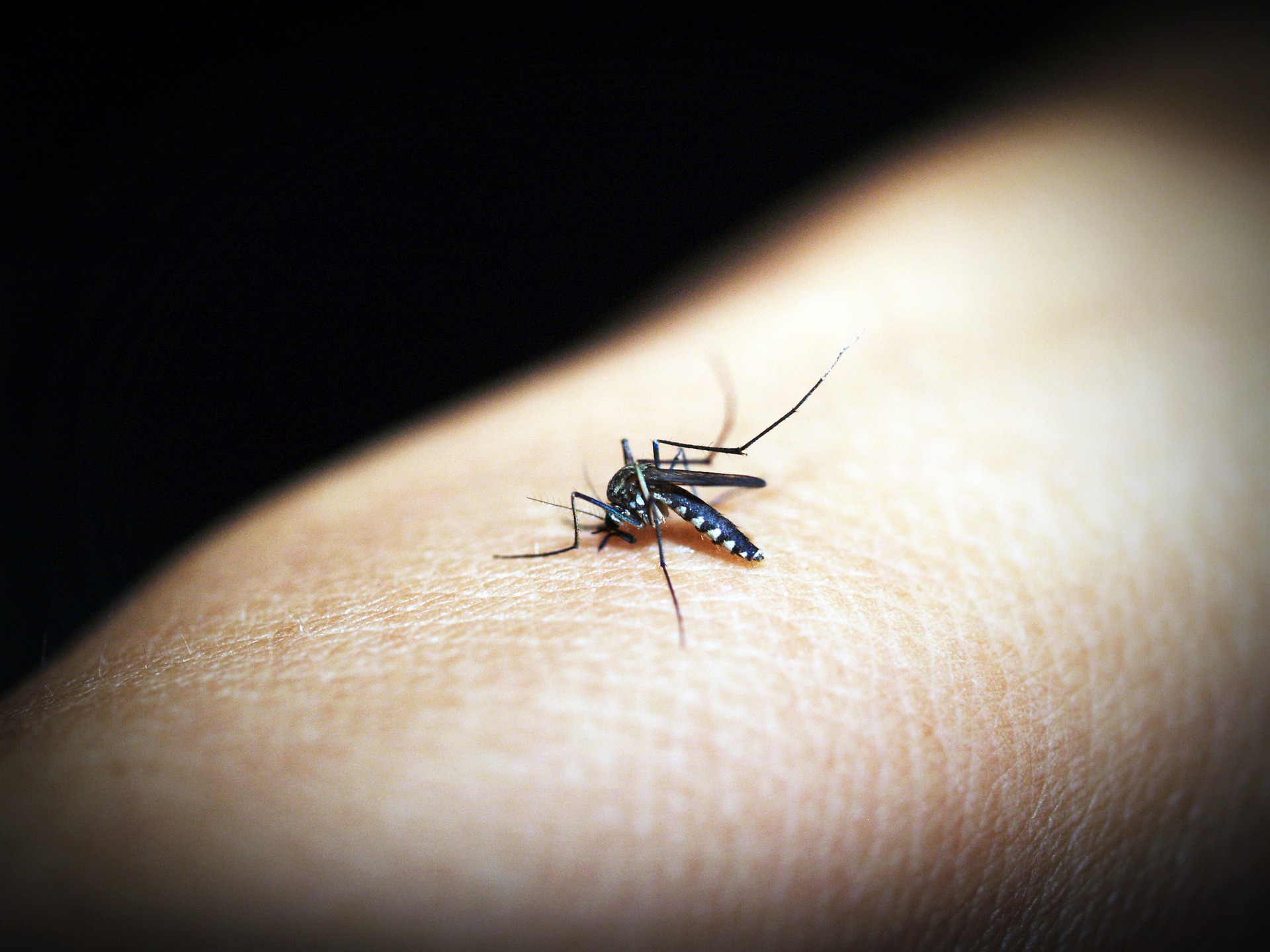 Malaria vaccine