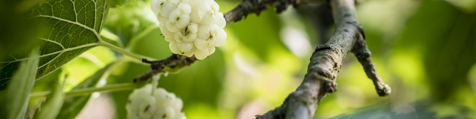 Mulberry_Leaf-Hero_Image