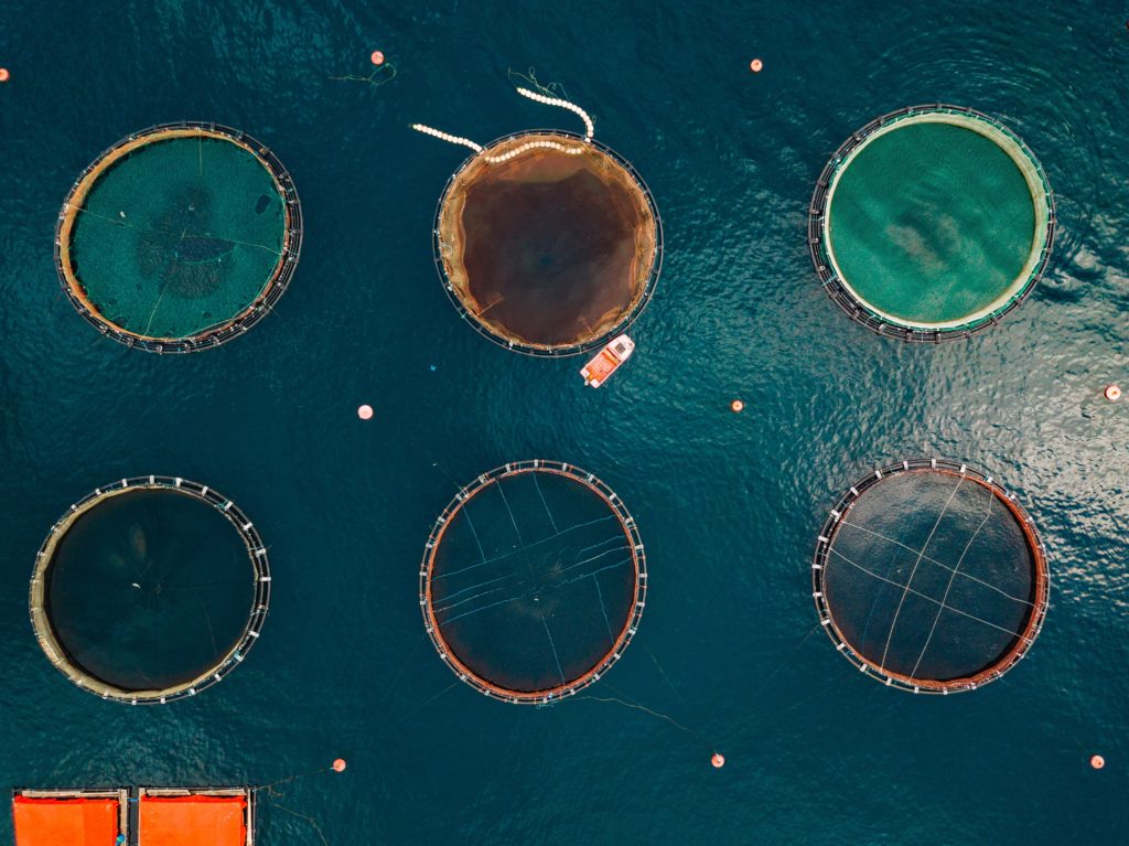 Fishmeal