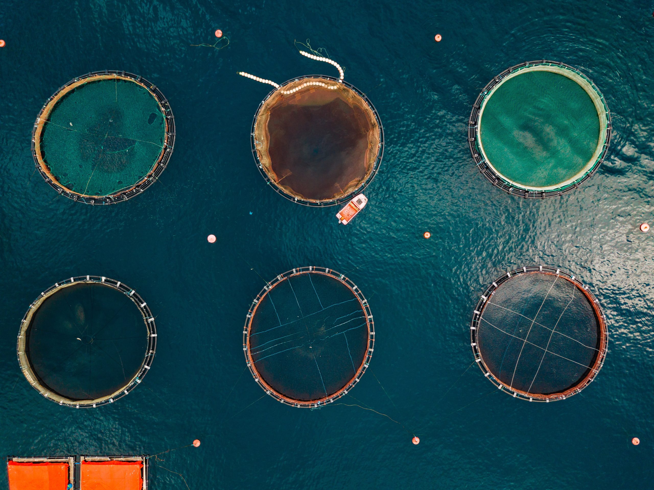 Fishmeal