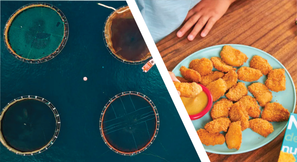 Study Finds Food Solution to Climate Problem + Nowadays Plant-Based Chicken Nuggets
