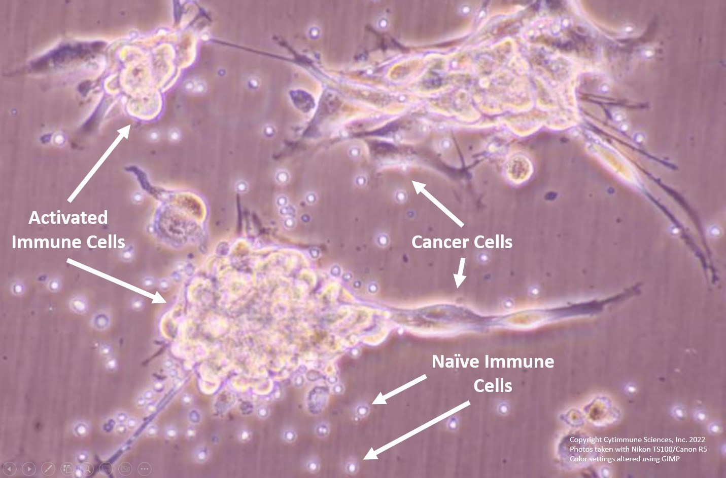 Cytimmune Sciences dual cytokine immunotherapy.