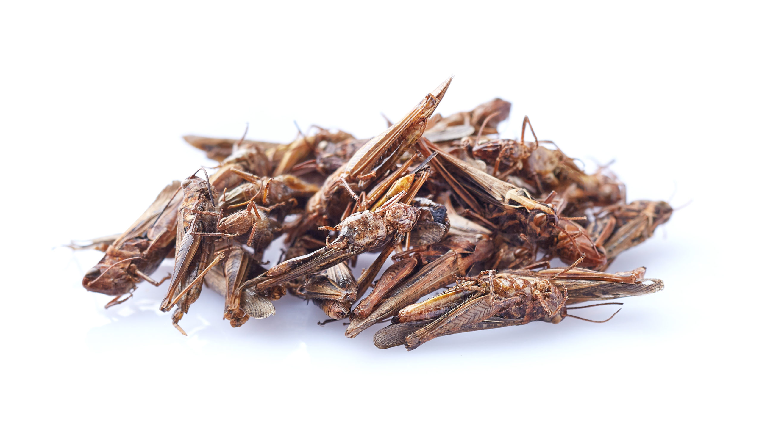 House crickets