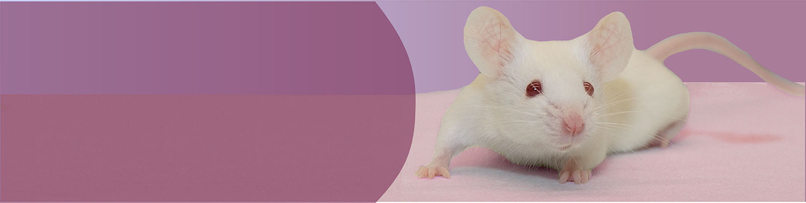 banner webinar 3 infetious diseases HIV v2