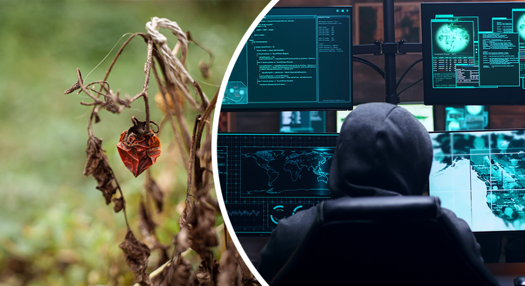 UK Tomato Shortage + The Importance of Cybersecurity in the Food Industry