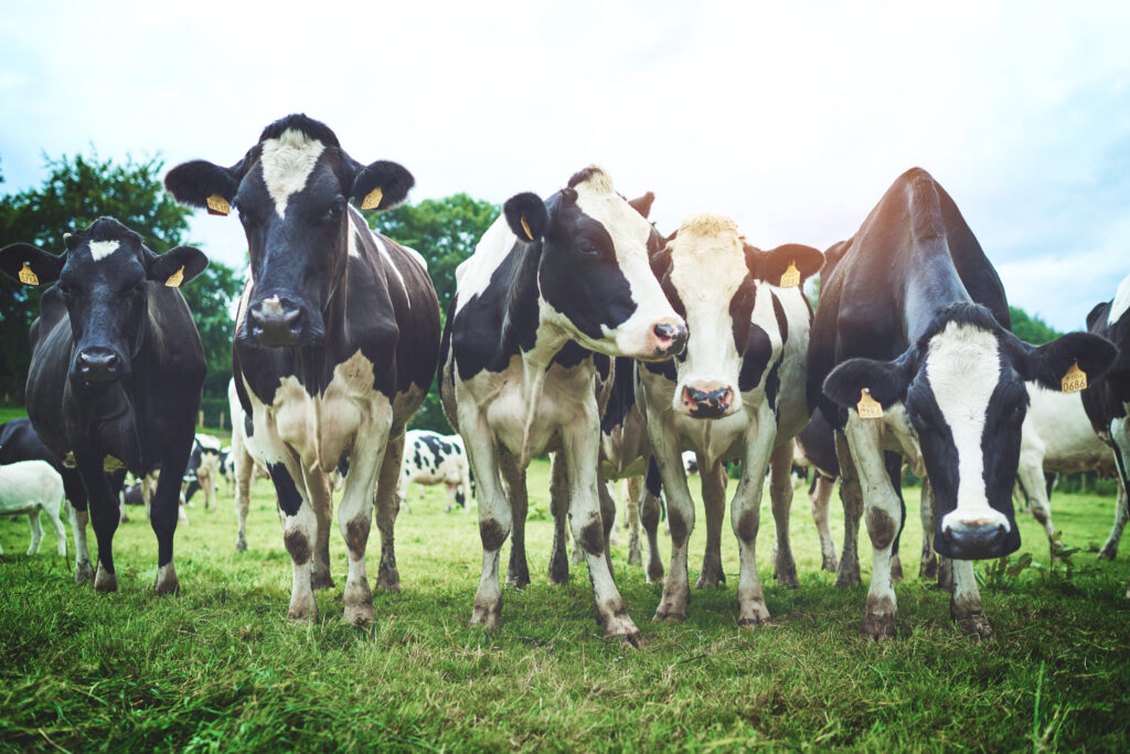 Avian flu in cows
